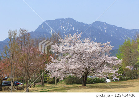 桜咲く春の安曇野ちひろ公園 125414430
