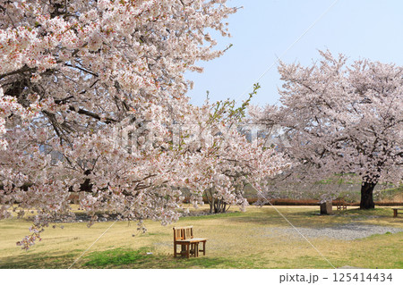 桜咲く春の安曇野ちひろ公園 125414434