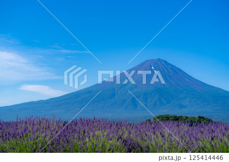 【夏素材】朝の河口湖から見る富士山とラベンダー【山梨県】 125414446
