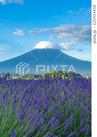【夏素材】朝の河口湖から見る富士山とラベンダー【山梨県】 【夏素材】朝の河口湖から見る富士山とラベンダー【山梨県】 125414456
