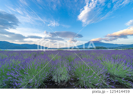 【夏素材】朝の河口湖から見る富士山とラベンダー【山梨県】 【夏素材】朝の河口湖から見る富士山とラベンダー【山梨県】 125414459