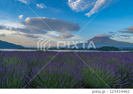 【夏素材】朝の河口湖から見る富士山とラベンダー【山梨県】 【夏素材】朝の河口湖から見る富士山とラベンダー【山梨県】 125414462
