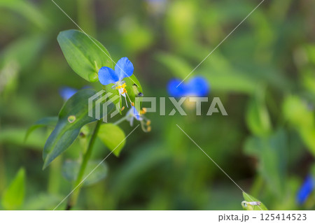 秋の野に咲く青い露草の花 125414523