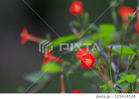 秋の野に咲く赤いマルバルコウソウの花 125414524