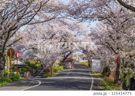 桜満開の墨俣一夜城付近の風景 125414775