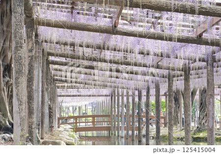 満開の藤が彩る木の回廊③ 125415004