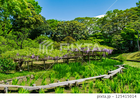 東京都　小石川後楽園　藤の花　国の特別史跡 125415014