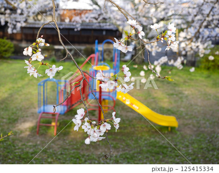 公園の桜が満開になる 公園の桜が満開になる 125415334
