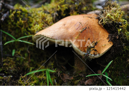 Porcini mushroom edible in forest of China Porcini mushroom edible in forest of China 125415442