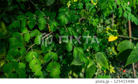 スーパーフードのモリンガ スーパーフードのモリンガ 125415496