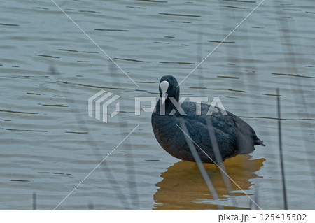 水辺の野鳥クイナ科オオバン 125415502
