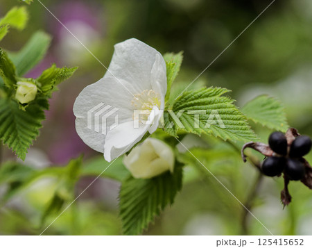 バラ科シロヤマブキの花 バラ科シロヤマブキの花 125415652