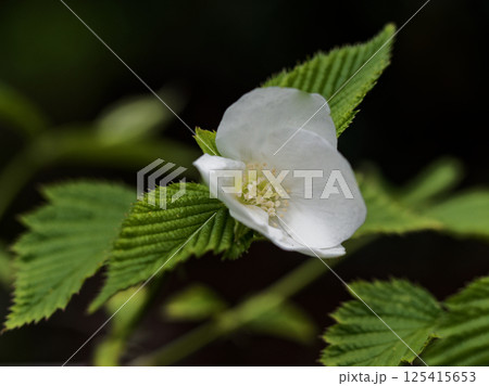 バラ科シロヤマブキの花 125415653
