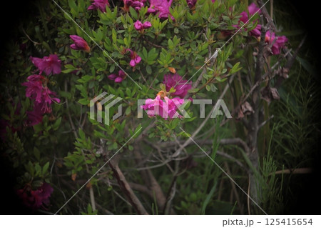 ピンクのサツキの花を撮影した写真 125415654