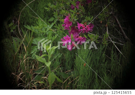 ピンクのサツキの花を撮影した写真 125415655