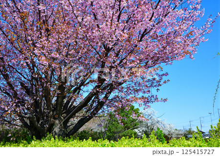 青空に映える満開の八重桜　高尾さくら公園付近　 125415727