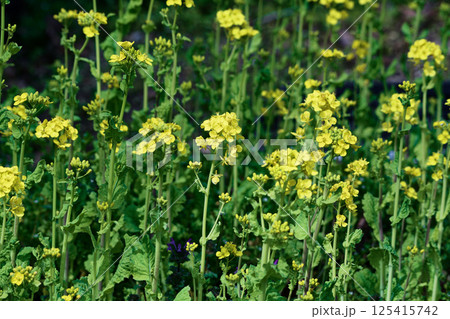 アブラナ科の花 菜の花の開花 125415742