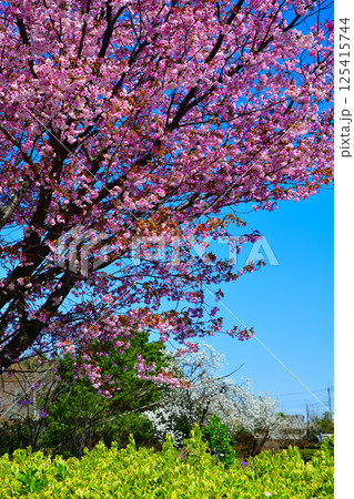 青空に映える満開の八重桜と菜の花　高尾さくら公園付近　 125415744