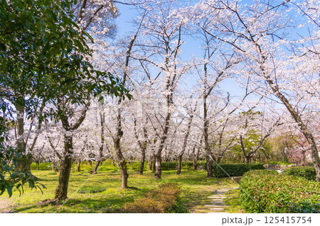 庄内緑地公園　桜のトンネル 125415754