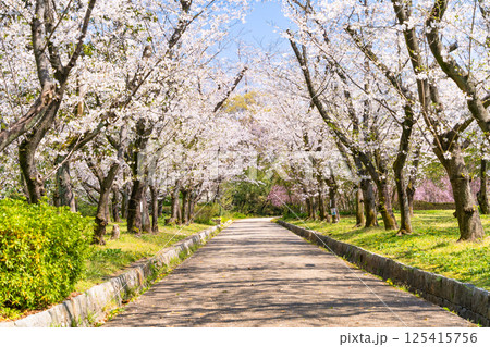 庄内緑地公園　桜のトンネル 125415756