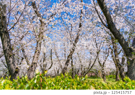 庄内緑地公園 桜のトンネル 庄内緑地公園 桜のトンネル 125415757