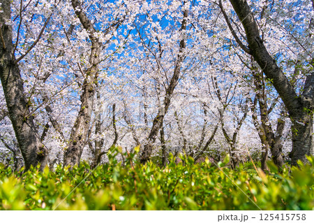 庄内緑地公園　桜のトンネル 125415758