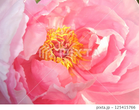 妙満山 蓮華院 大慶寺では約150種、3000株のぼたんが咲き誇ります(2013.5.5) 125415766