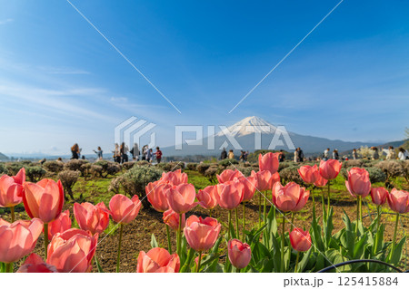チューリップ畑の先に見える富士山と観光客 125415884