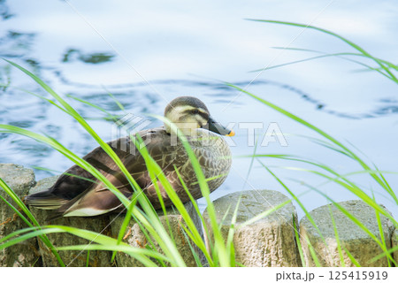 水辺で休むカルガモと風になびく草 125415919