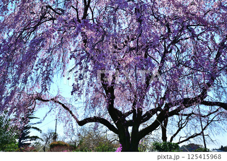 満開の枝垂桜　高尾さくら公園付近　 125415968
