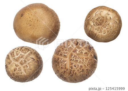 Set Of Fresh Shiitake Mushrooms Cap Isolated On White Background Set Of Fresh Shiitake Mushrooms Cap Isolated On White Background 125415999