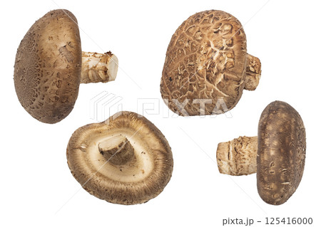 Set Of Fresh Shiitake Mushrooms Isolated On White Background Set Of Fresh Shiitake Mushrooms Isolated On White Background 125416000