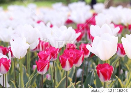 赤いチューリップと白いチューリップの共演 125416208