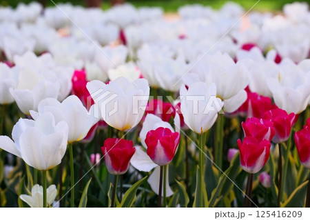 赤いチューリップと白いチューリップの共演 赤いチューリップと白いチューリップの共演 125416209
