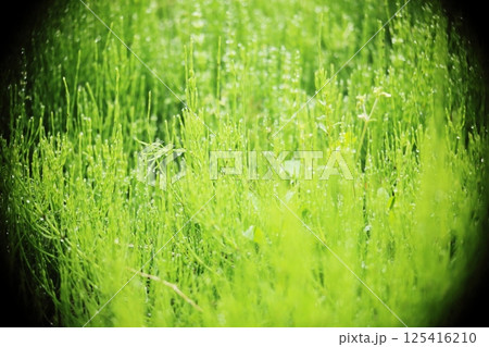 光に照らされる野草ナズナと雨のしずく 125416210