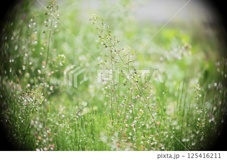 水滴のついた草 水滴のついた草 125416211