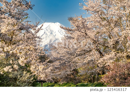 新名庄川沿いの桜並木と富士山 新名庄川沿いの桜並木と富士山 125416317