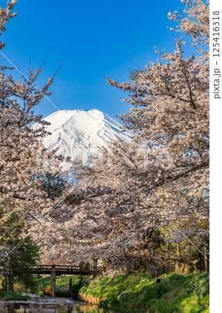 新名庄川沿いの桜並木と富士山 125416318