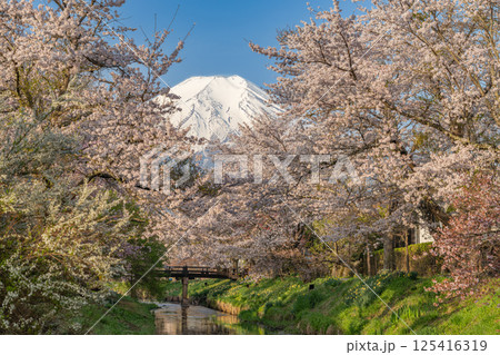新名庄川沿いの桜並木と富士山 125416319
