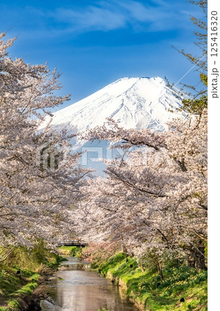 新名庄川沿いの桜並木と富士山 125416320