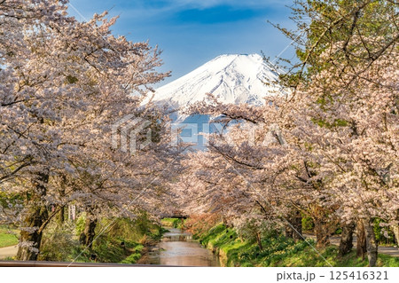 新名庄川沿いの桜並木と富士山 125416321
