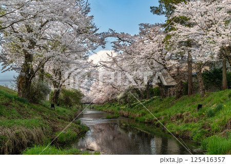 新名庄川に映る満開の桜と富士山 125416357
