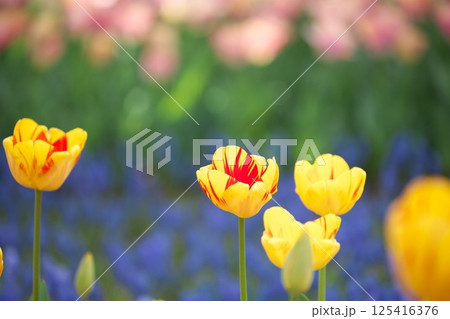 春の花畑に咲く満開の黄色いチューリップ 春の花畑に咲く満開の黄色いチューリップ 125416376