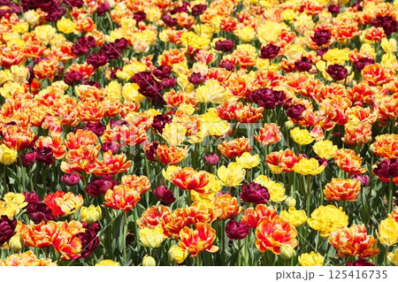 カラフルな春のチューリップの花 125416735