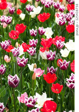 カラフルな春のチューリップの花 カラフルな春のチューリップの花 125416738