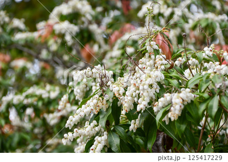 アセビ アセビ 125417229