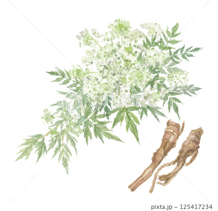 水彩で描いたヨロイグサと根　ビャクシ　白芷 125417234