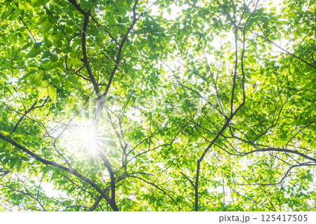 新緑・エコロジーイメージ 新緑・エコロジーイメージ 125417505