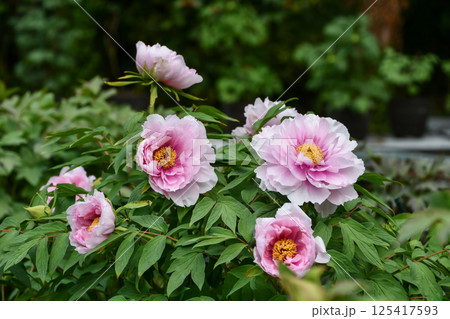 牡丹「写楽」 125417593