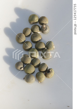 オクラの種まき 125417735